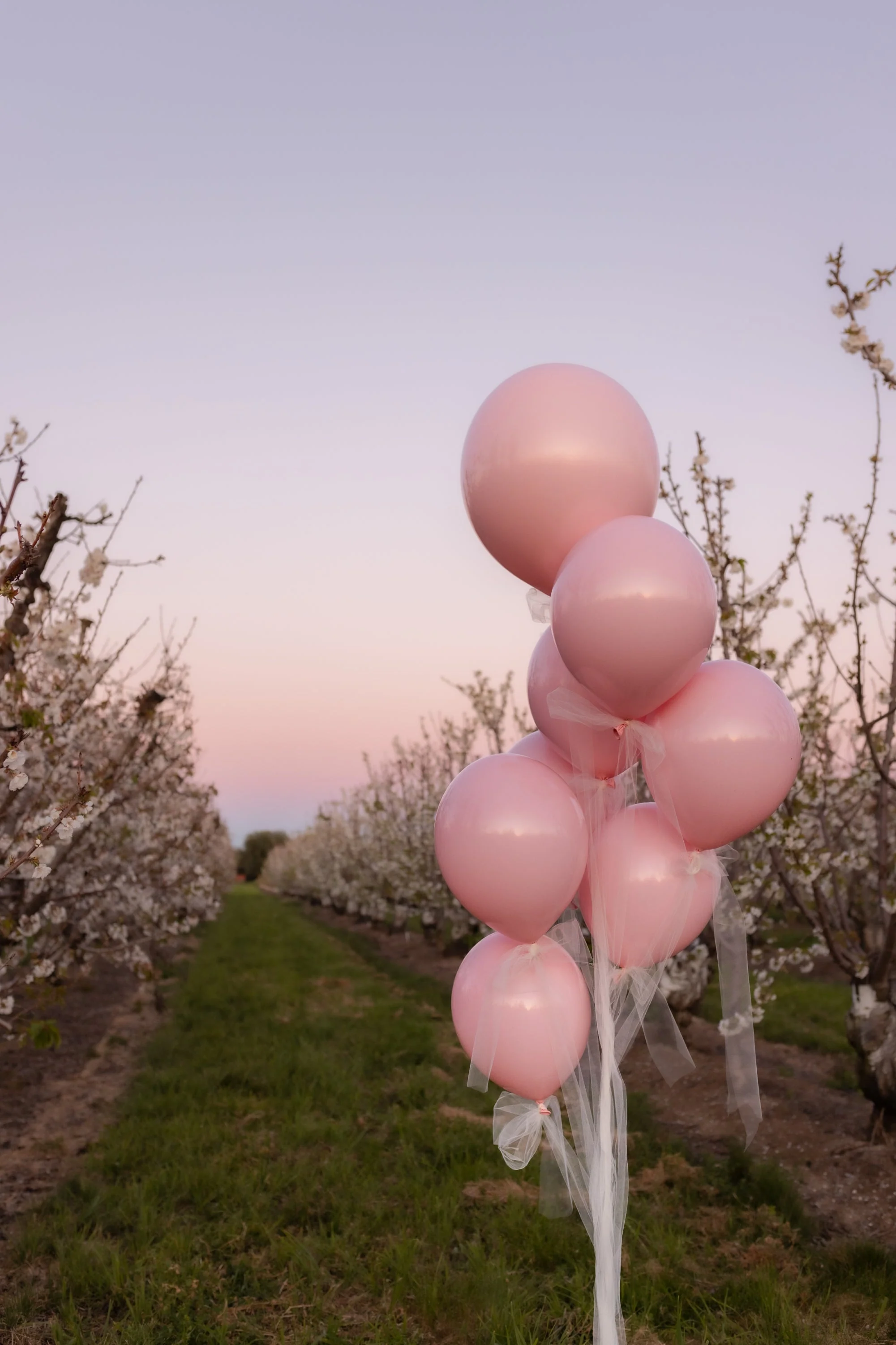 24" Romey Pearl Pink Tuftex Latex Balloons Designer Balloons (3 Per Bag) - Image 5